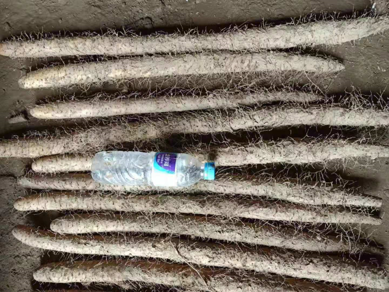 山药河北棒山药产地发货保质保量欢迎来电咨询