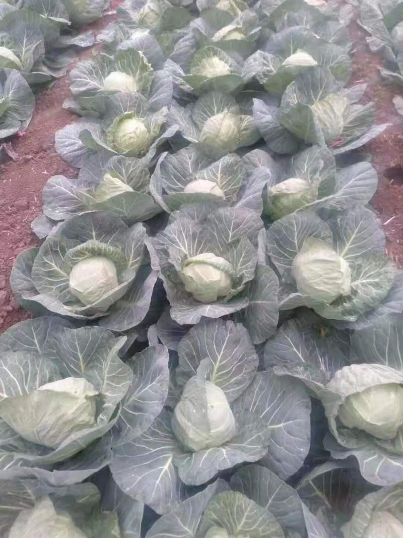 中甘甘蓝，产地直发，万亩甘蓝大量上市中量大更优惠