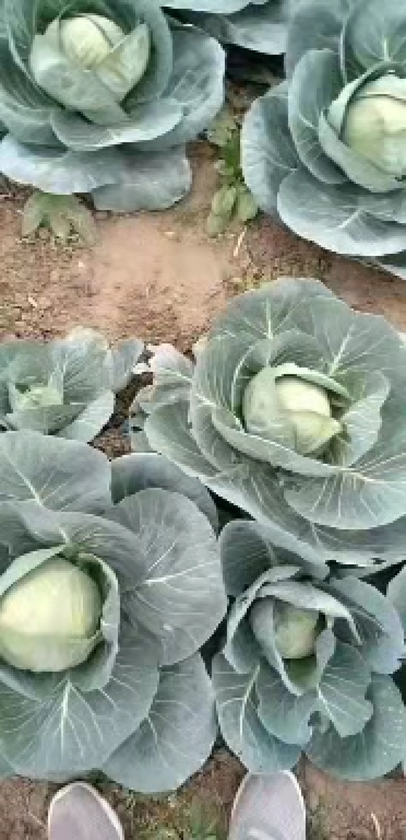 中甘甘蓝，产地直发，万亩甘蓝大量上市中量大更优惠