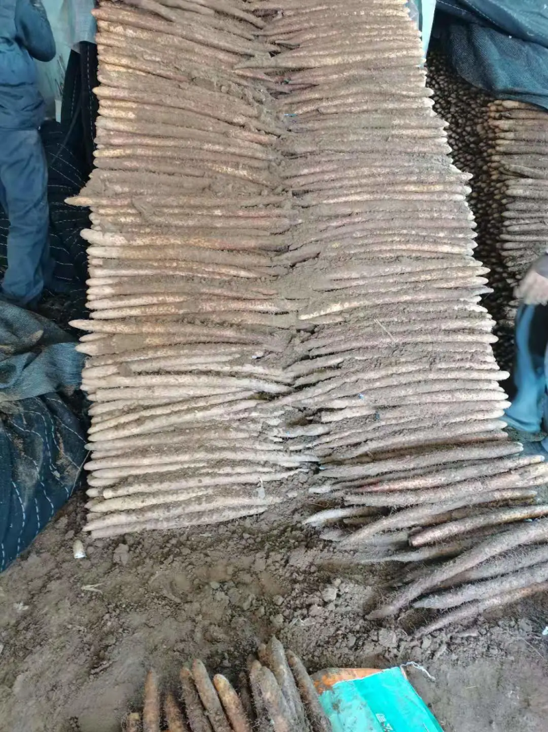 【推荐】河北小白嘴山药产地直发现货价优保质