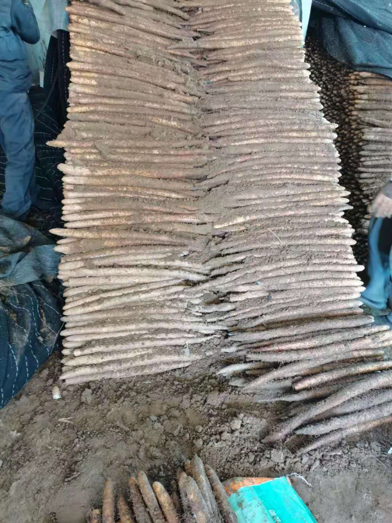 【推荐】河北小白嘴山药产地直发现货价优保质
