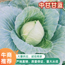中甘甘蓝，产地直发，万亩甘蓝大量上市中量大更优惠