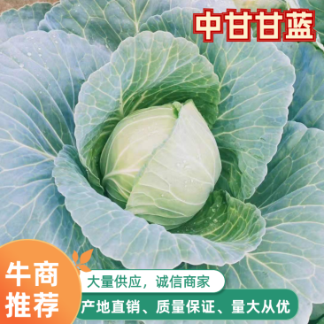中甘甘蓝，产地直发，万亩甘蓝大量上市中量大更优惠