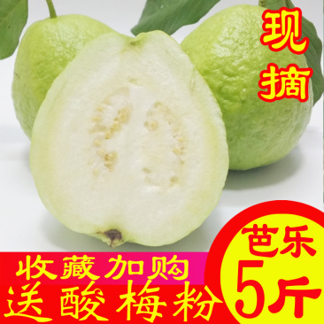 现摘现发白心番石榴9斤当季芭乐新鲜水果应季包邮