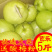 现摘现发白心番石榴9斤当季芭乐新鲜水果应季包邮