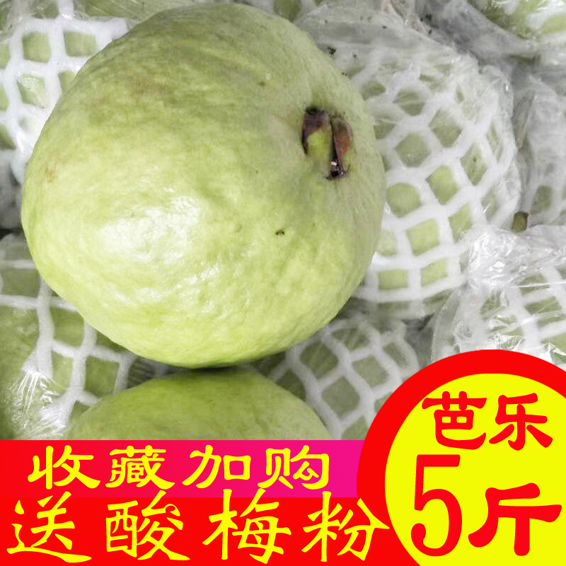 现摘现发白心番石榴9斤当季芭乐新鲜水果应季包邮