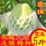 现摘现发白心番石榴9斤当季芭乐新鲜水果应季包邮