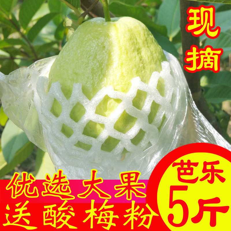现摘现发白心番石榴9斤当季芭乐新鲜水果应季包邮