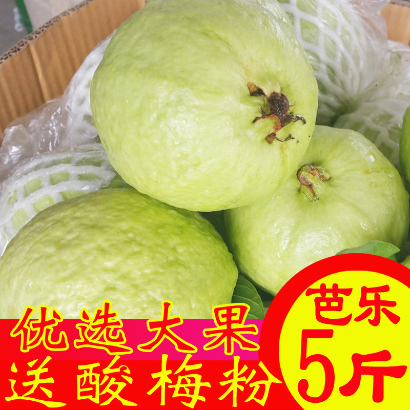 现摘现发白心番石榴9斤当季芭乐新鲜水果应季包邮