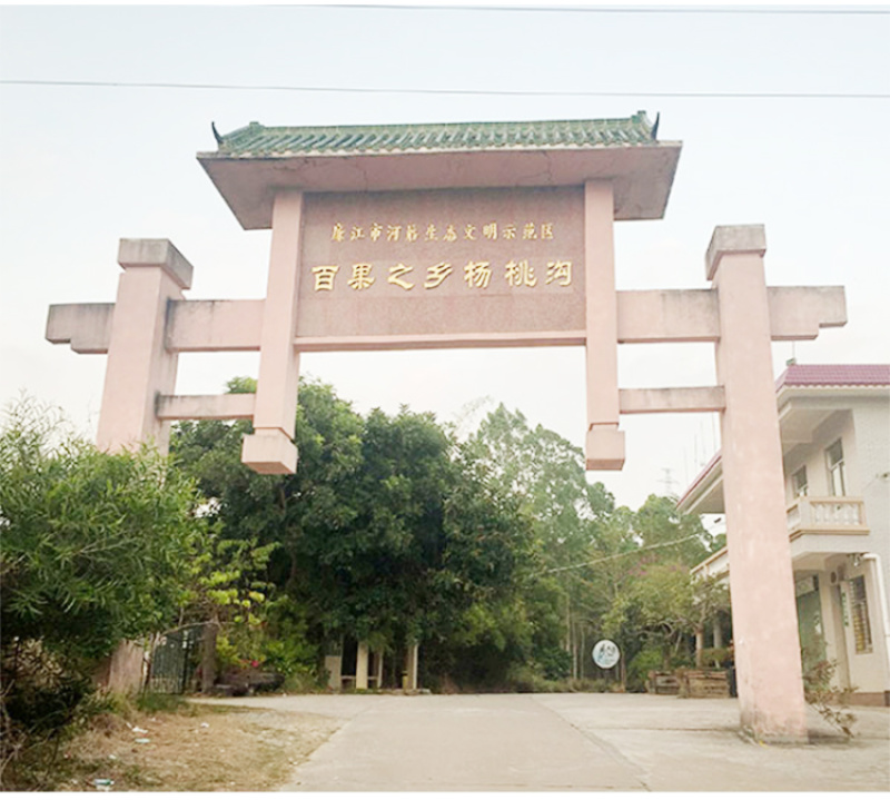 现摘现发白心番石榴9斤当季芭乐新鲜水果应季包邮
