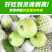 现摘现发白心番石榴9斤当季芭乐新鲜水果应季包邮
