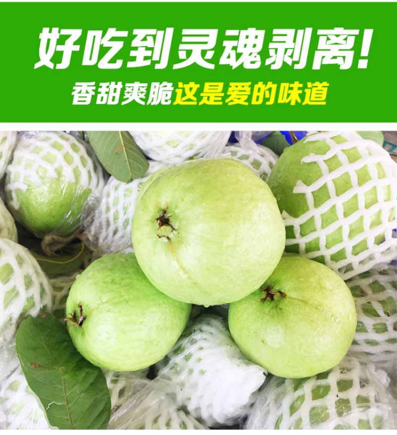 现摘现发白心番石榴9斤当季芭乐新鲜水果应季包邮