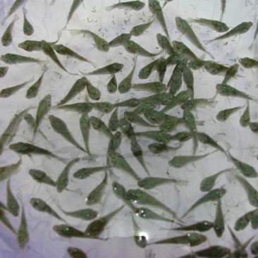 草鱼鱼苗量大从优现货产地直销自孵水花