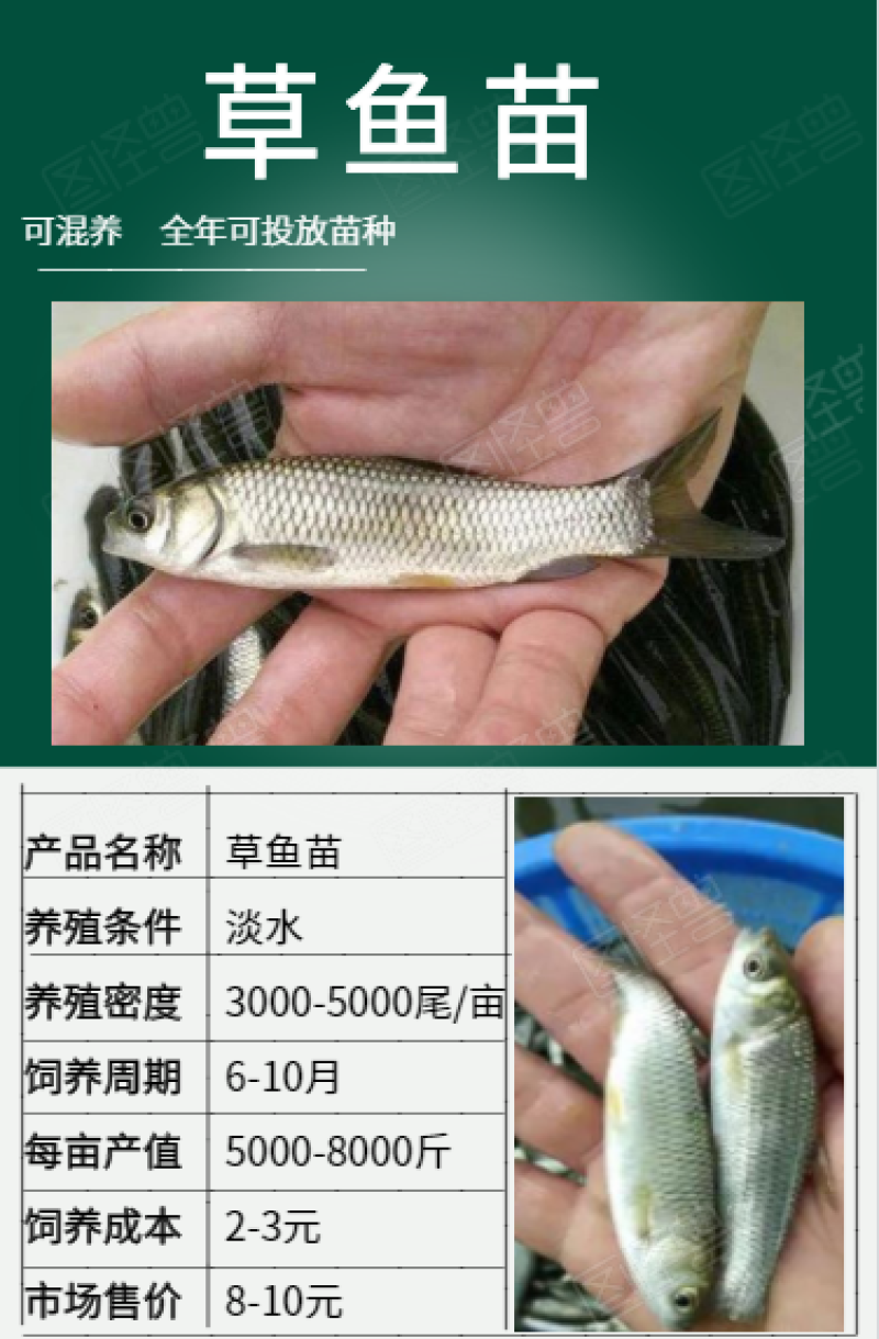 草鱼鱼苗量大从优现货产地直销自孵水花