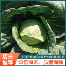 甘肃甘蓝精品圆包菜甘蓝，大量上市，货源充足全国发货