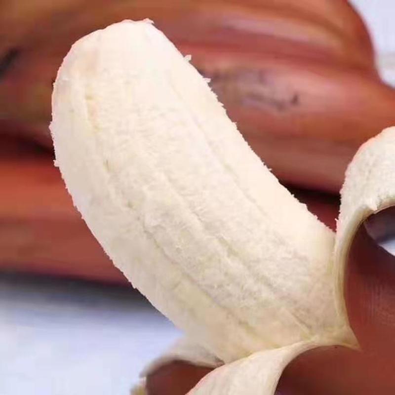 红美人蕉红香蕉一手货源果园直发红香蕉美人蕉一件代发