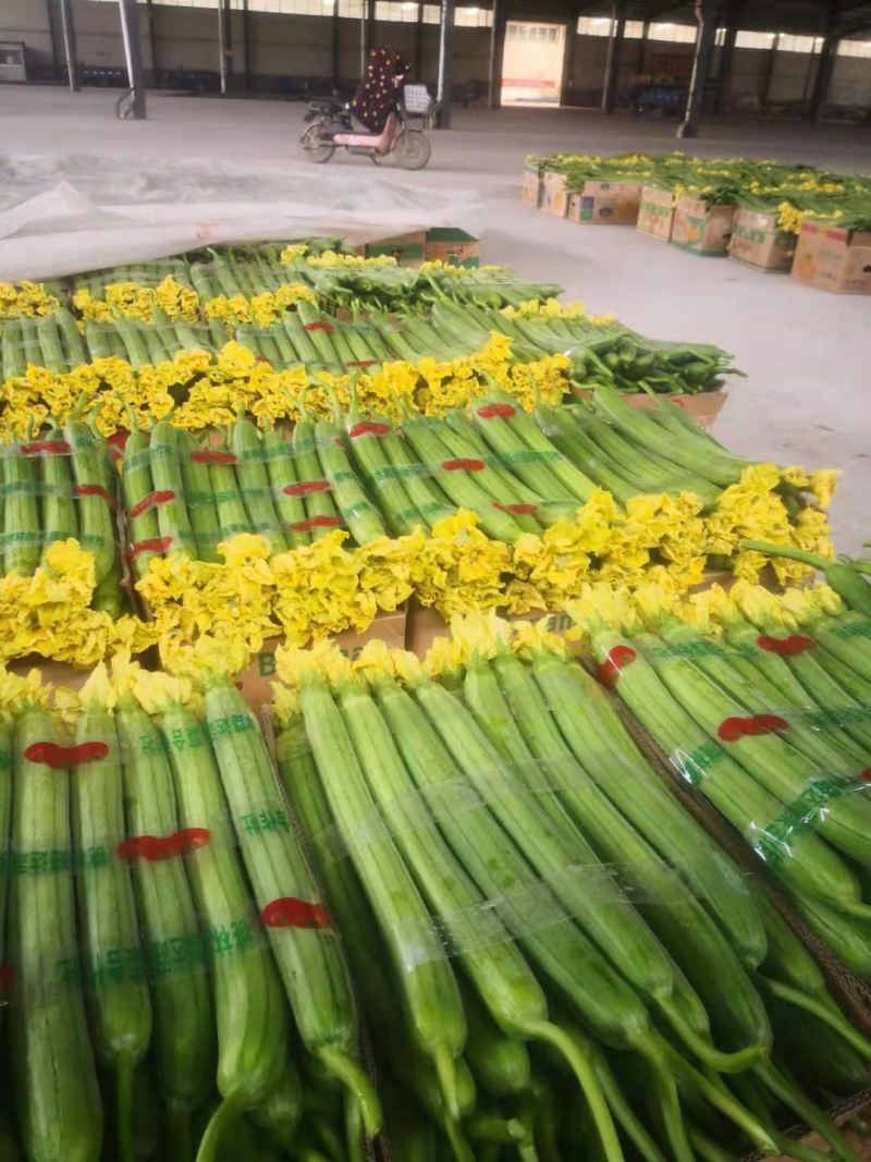 鲜花丝瓜大量上市，瓜条直，颜色绿，鲜花特别漂亮，！