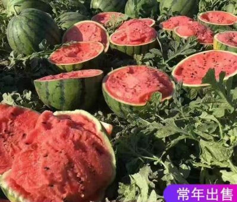 甜王西瓜苗自根甜王西瓜苗嫁接西瓜苗大红瓤西瓜苗品种