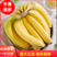 【热卖】香蕉优质香蕉河北直发一手货源量大从优