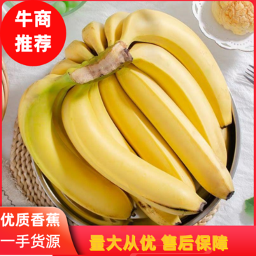 【推荐】香蕉云南香蕉售后保障自有冷库欢迎选购
