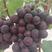 【葡萄】早熟红无核葡萄山东早熟葡萄口感好量大从优，