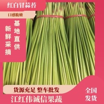 蒜苔红白帽蒜苔货源充足口感嫩脆万亩产地直供代办代发