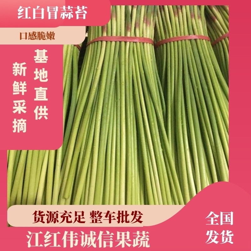 蒜苔红白帽蒜苔货源充足口感嫩脆万亩产地直供代办代发