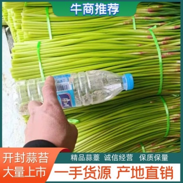 蒜薹开封蒜苔大量上市产地直销诚信经营质量保障视频看货
