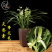春兰盆栽花卉植物室内绿植园艺花种好养盆景驱蚊草兰花兰包邮