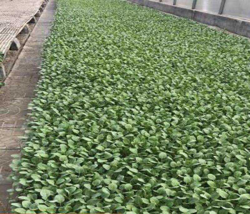 菜花苗青梗蔬菜苗半松半紧菜花苗有机菜花苗批发
