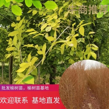 榆树苗，白榆树苗，批发榆树苗，榆树苗基地，家榆树苗