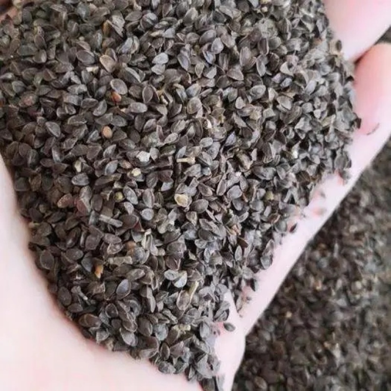 假龙头种子囊萼花棉铃花伪龙头种子多年生花卉种子景观绿化