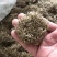 芒草种子野芒草四季种南方北方种植野草植物易种草籽产量高
