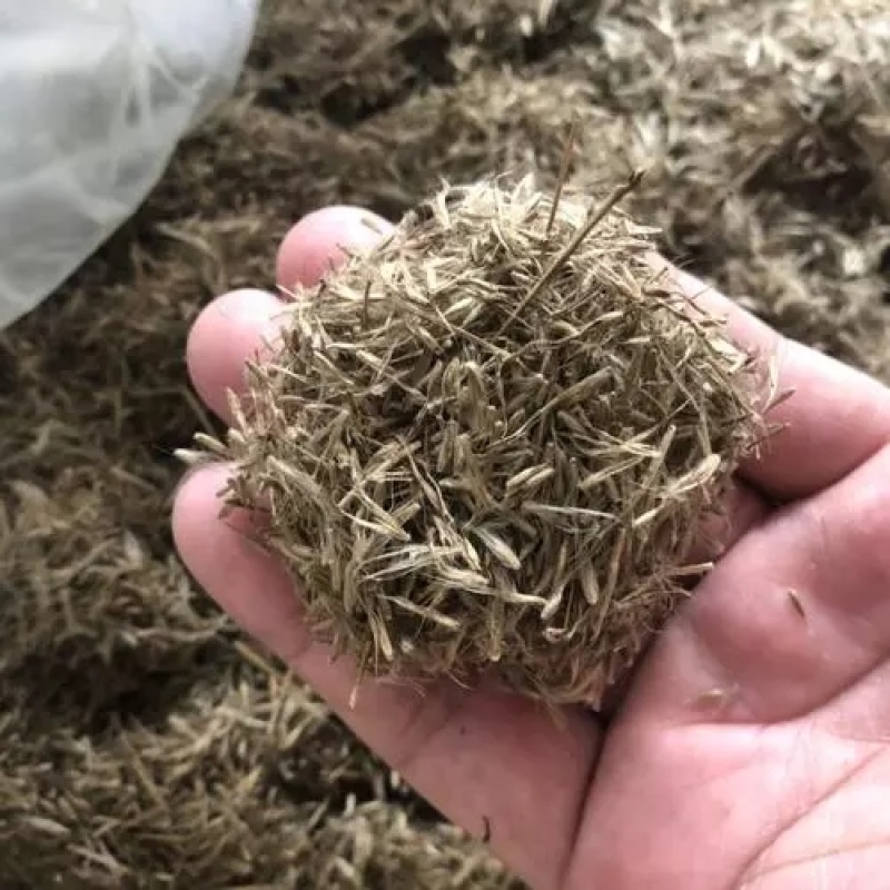 芒草种子野芒草四季种南方北方种植野草植物易种草籽产量高