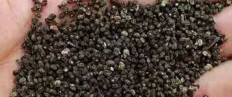 牛舌草种子蝎子草南非牛舌草种子工程景观花海花卉种子