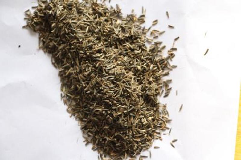 蛇鞭菊种子春秋播种观花种子多年生景观绿化花籽切花