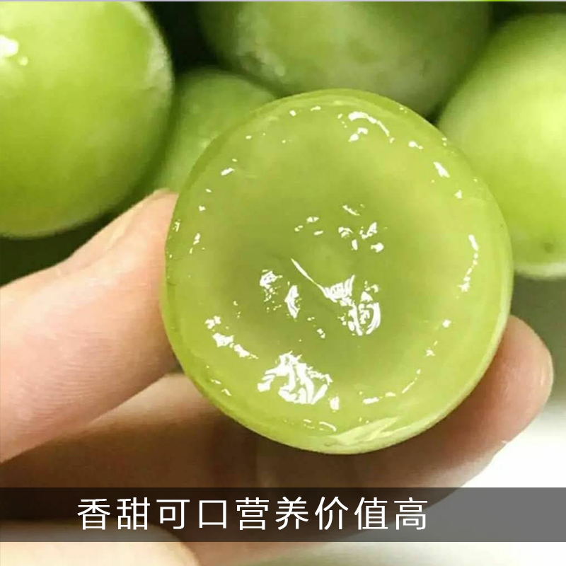 葡萄新鲜水果葡萄阳光玫瑰葡萄无籽葡萄甜葡萄青提葡萄空运发