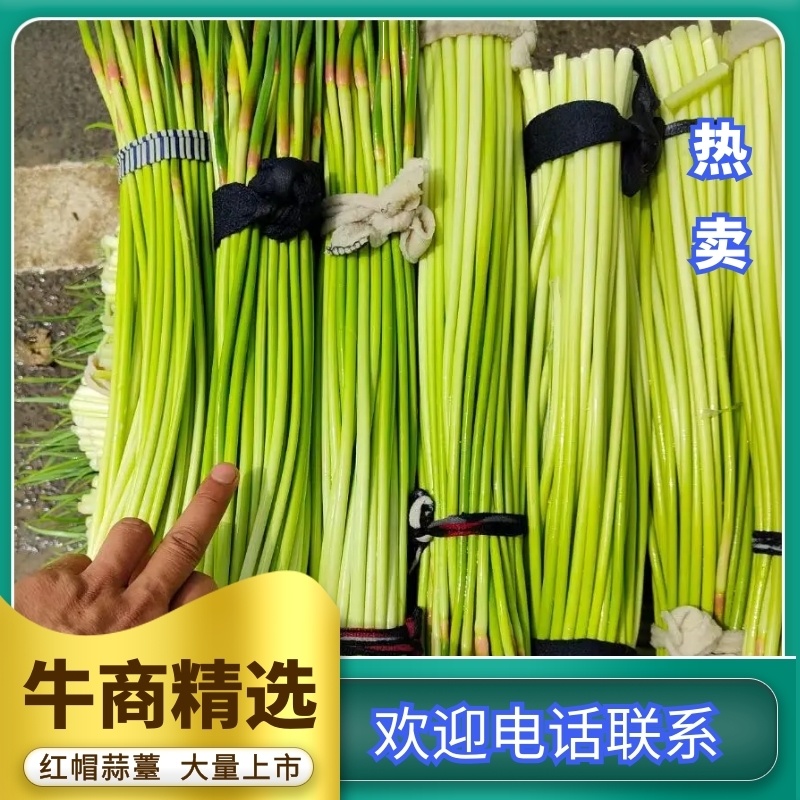 精品早熟红帽蒜薹大量上市，60公分以上，商超市场产地大量