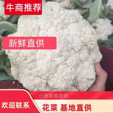 精品有机花菜，大量上市，代发全国，欢迎采购