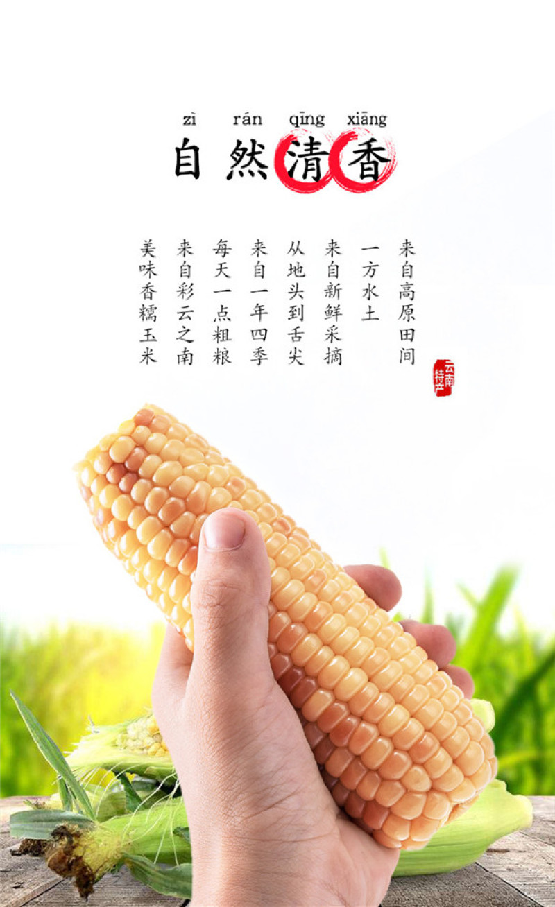 产地直发包邮～云南香糯小玉米西双版纳品种甜糯玉米真空包装