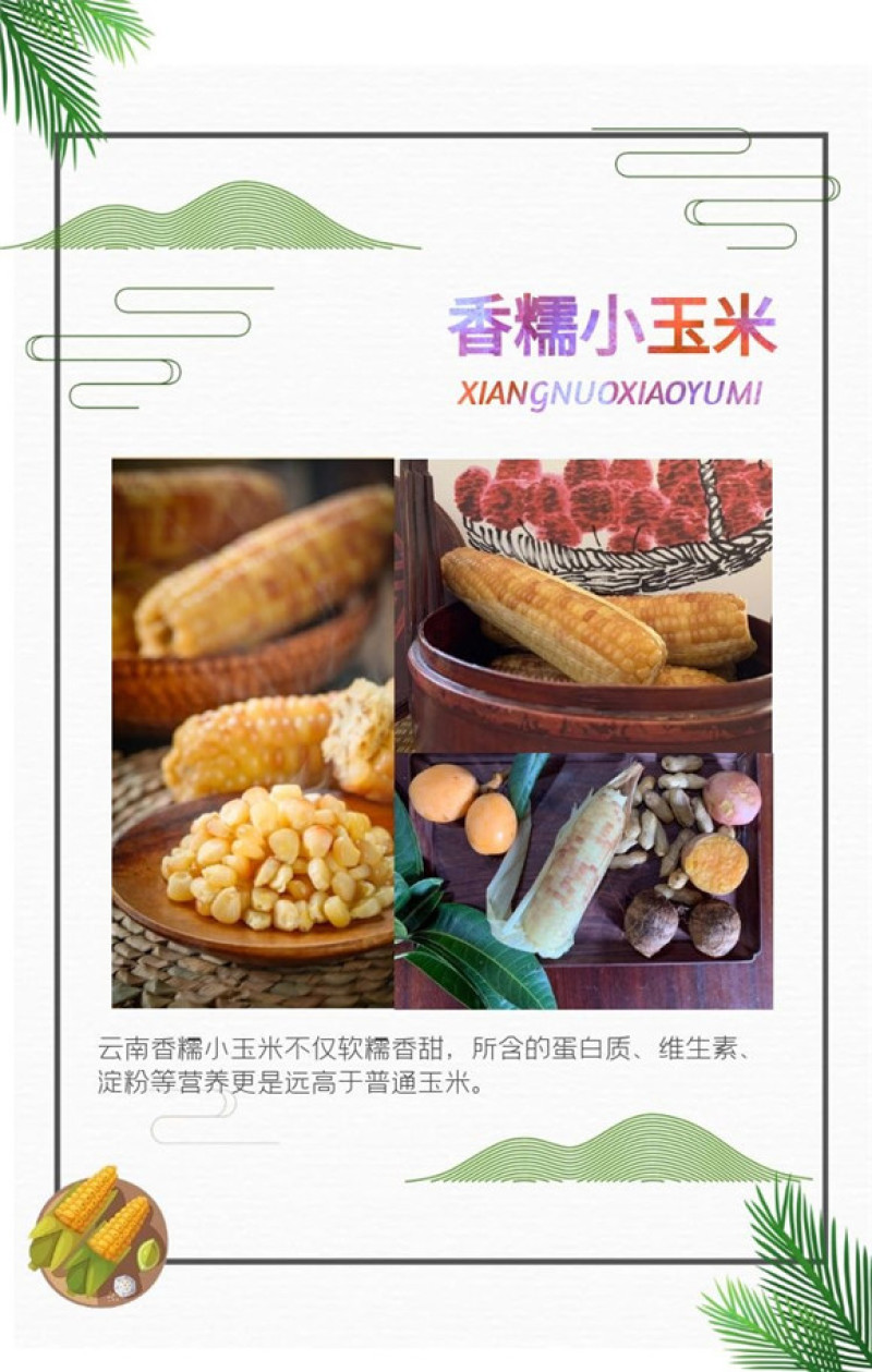 产地直发包邮～云南香糯小玉米西双版纳品种甜糯玉米真空包装