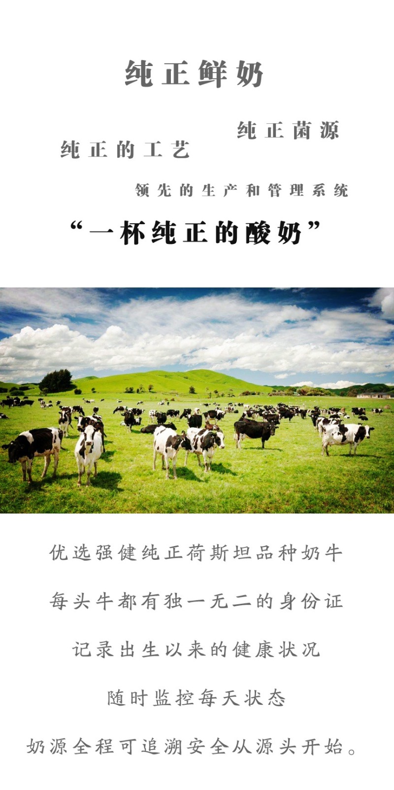 包邮新疆马三三原味酸奶，0添加酸牛奶