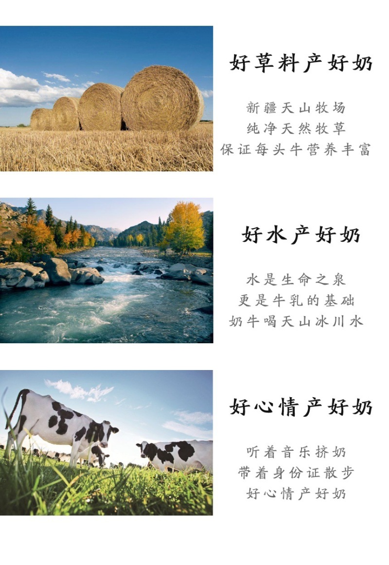 包邮新疆马三三原味酸奶，0添加酸牛奶