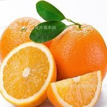【精品优选】巴东伦晚脐橙新鲜橙子水果晚熟春橙现摘现发当季