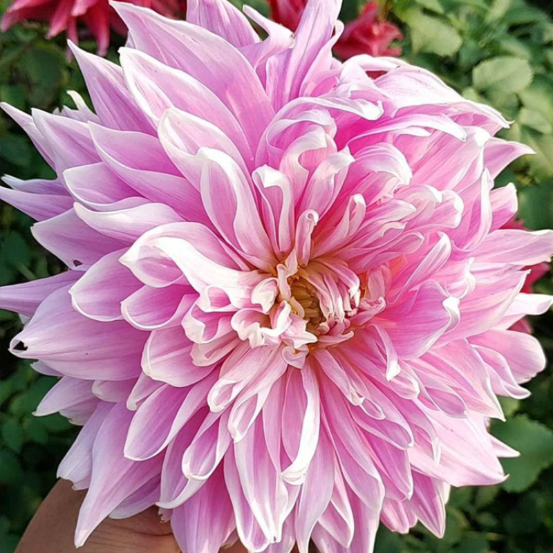 大丽花种子大理花东洋菊天竺牡丹花四季易种庭院阳台种子景