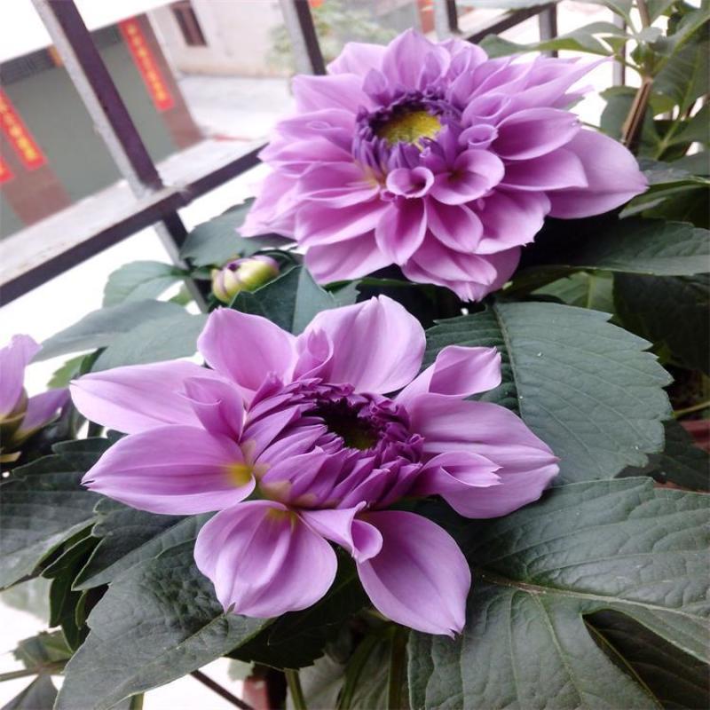 大丽花种子大理花东洋菊天竺牡丹花四季易种庭院阳台种子景
