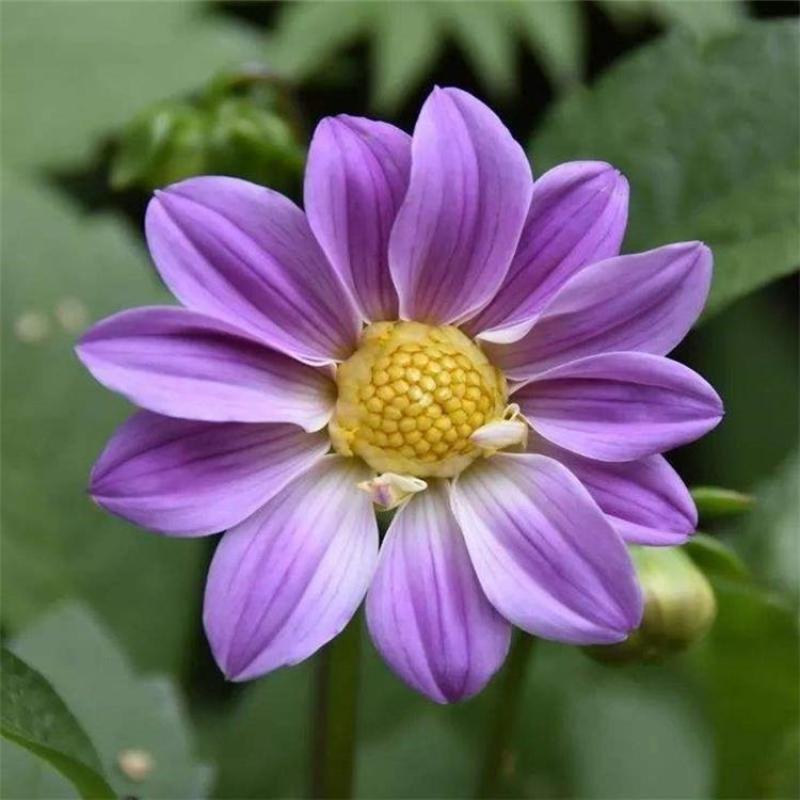 大丽花种子大理花东洋菊天竺牡丹花四季易种庭院阳台种子景