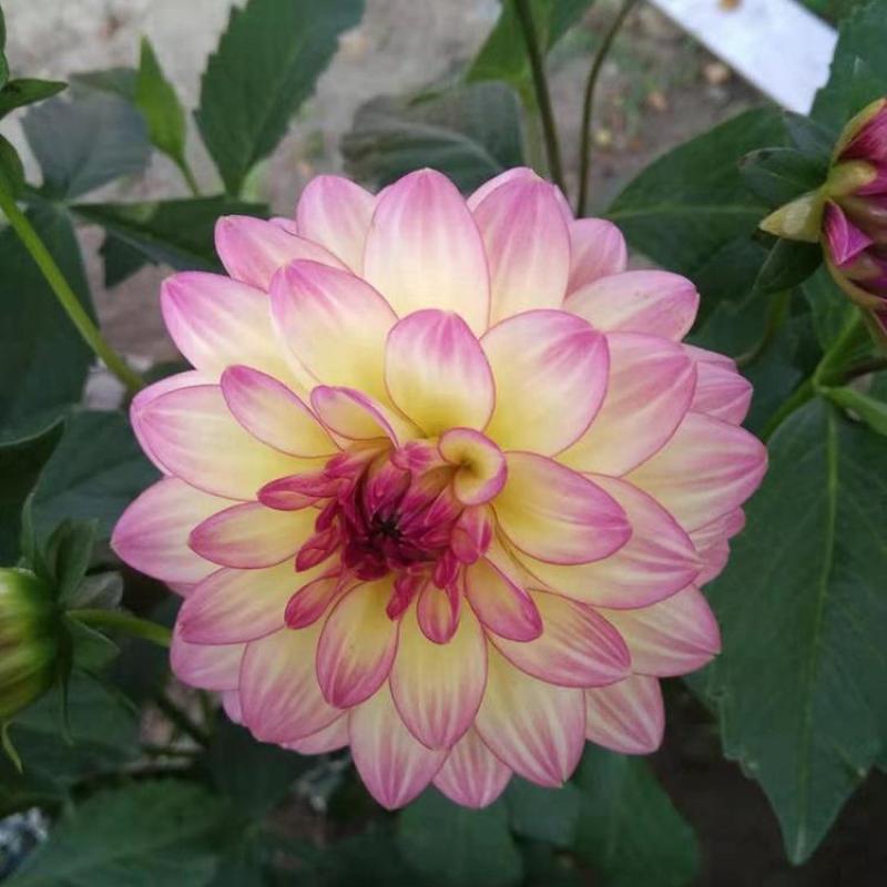 大丽花种子大理花东洋菊天竺牡丹花四季易种庭院阳台种子景