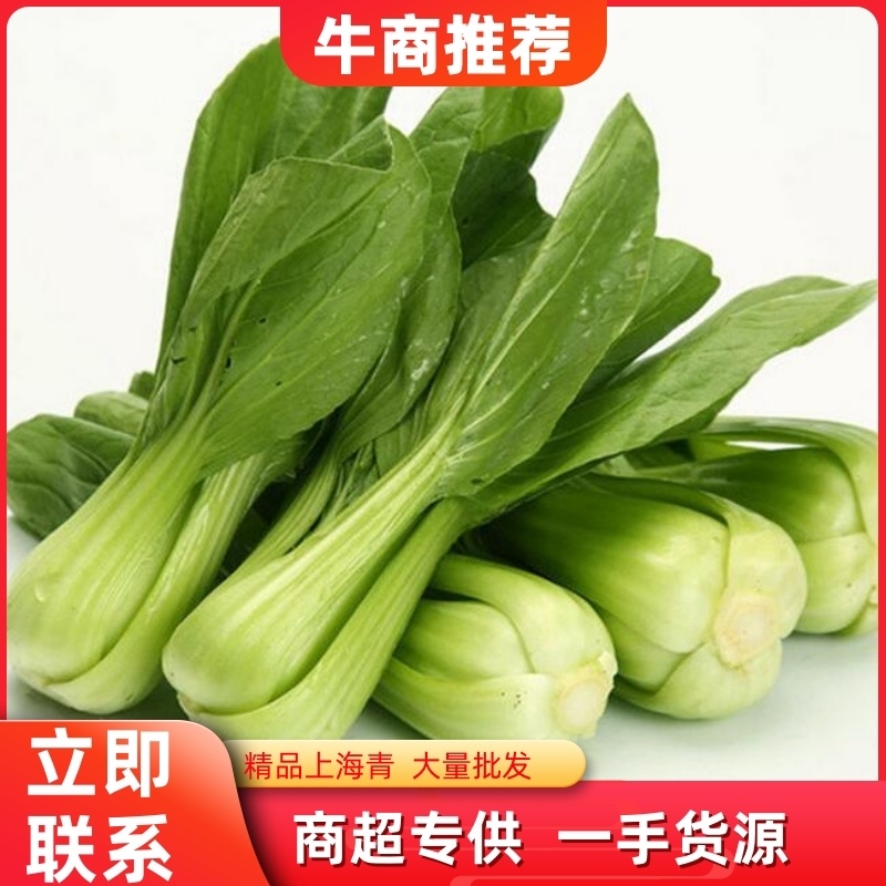 上海青【精品】安徽油菜，产地一手货源，货源充足，包质量