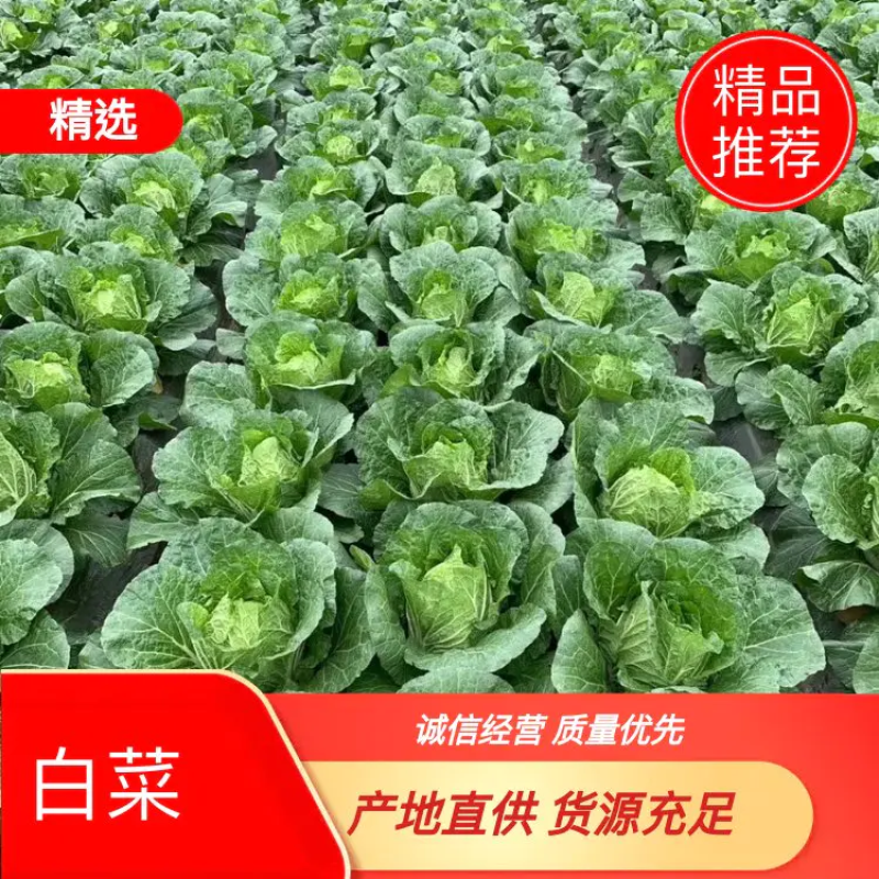 【黄心白菜】精品春福皇黄心白菜基地直供诚信经营